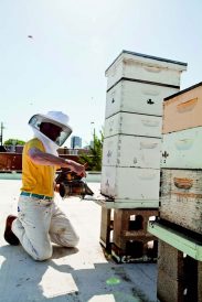 Urban Bees Keep Dallas in Zip Code Honey